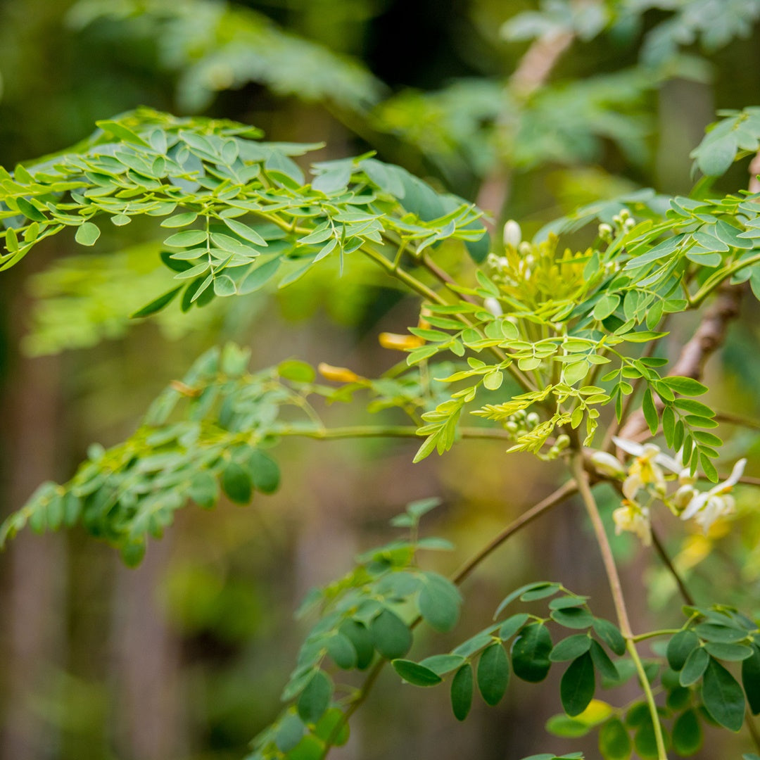 プレミアムモリンガミントティー