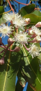 オリーブオイル|手摘みオリーブ|オラヤミエル|クリーム蜂蜜|蜂蜜|はちみつ|ユーカリ|EUオーガニック認証|oliveandforest|オリーブフォレスト|ライフチューニングデイズ