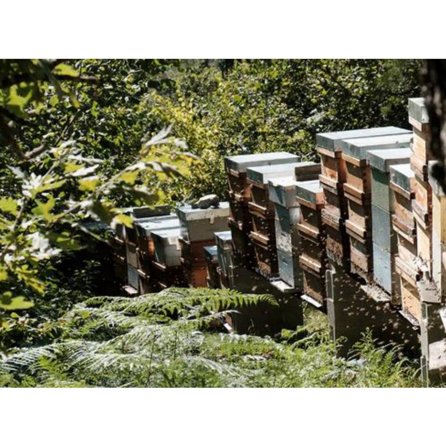 オラヤミエル|クリーム蜂蜜|蜂蜜|はちみつ|ユーカリ|EUオーガニック認証|oliveandforest(オリーブアンドフォレスト)|LIFE TUNING DAYS(ライフチューニングデイズ)|
