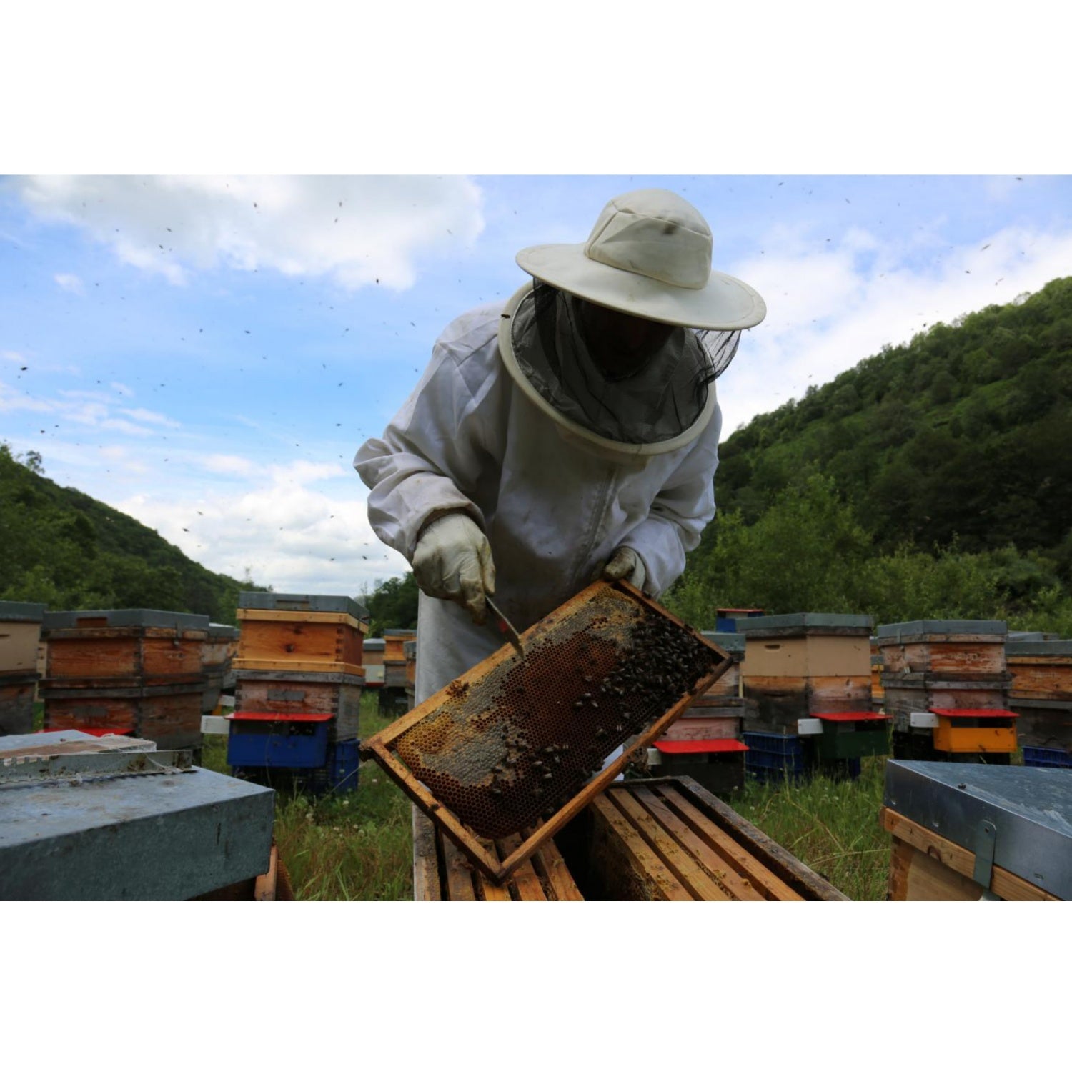 オラヤミエル｜クリーム蜂蜜｜蜂蜜｜はちみつ｜ユーカリ｜EUオーガニック認証｜oliveandforest（オリーブアンドフォレスト）｜LIFE TUNING DAYS（ライフチューニングデイズ）｜